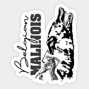 Belgian Malinois Shepherd dog sport portrait Sticker